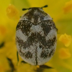 FotD